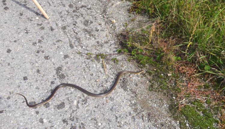 FOTO: Hasičov z Púchova privolali k odchytu hada