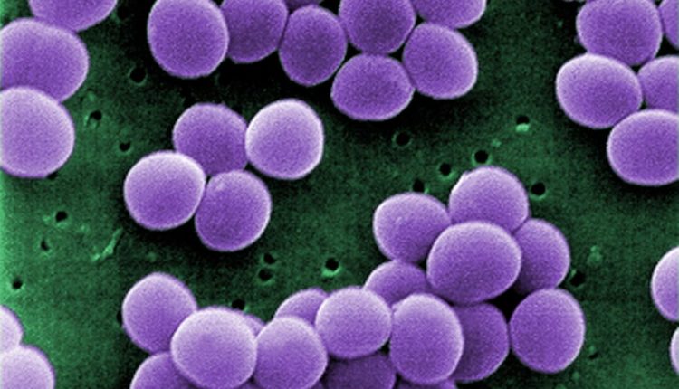 Staphylococcus_aureus_