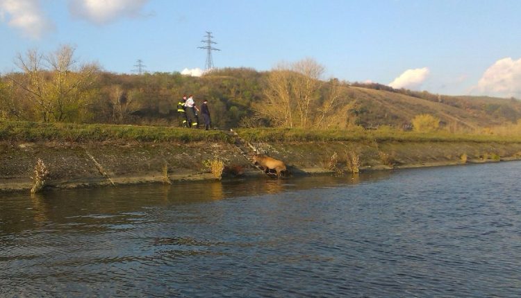 Zachrana jelena z derivacneho kanala rieky Vah