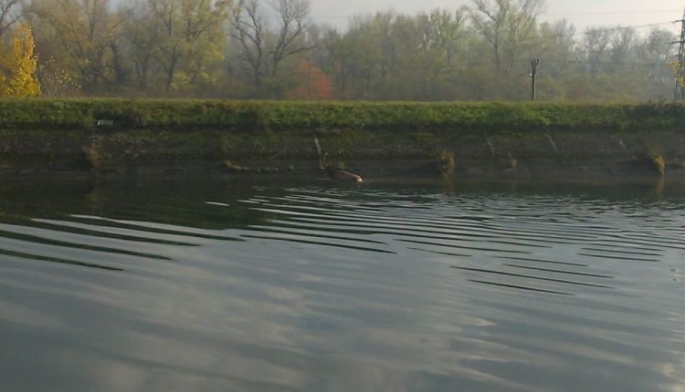 Zachrana jelena z derivacneho kanala rieky Vah