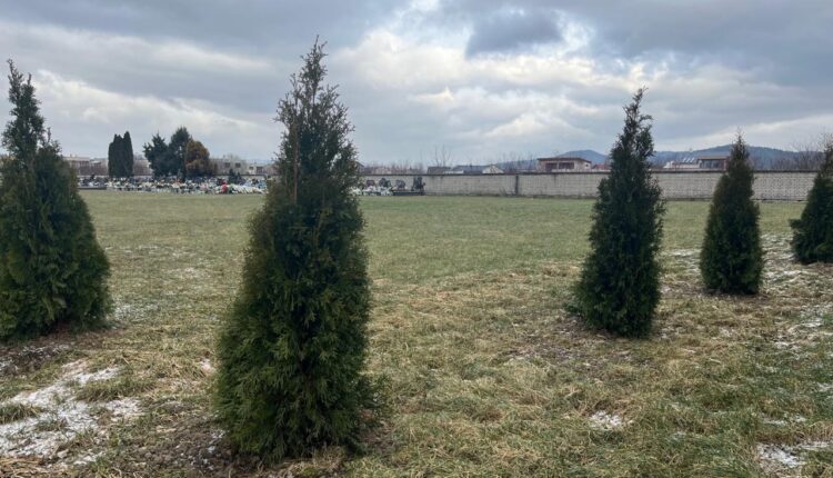 Beluša-Výsadba drevín (2)