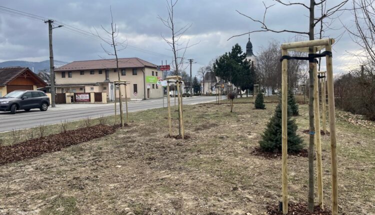 Beluša-Výsadba drevín (4)