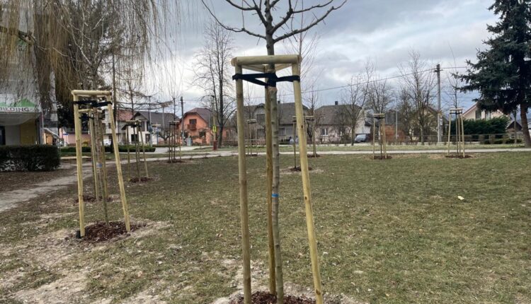 Beluša-Výsadba drevín (5)