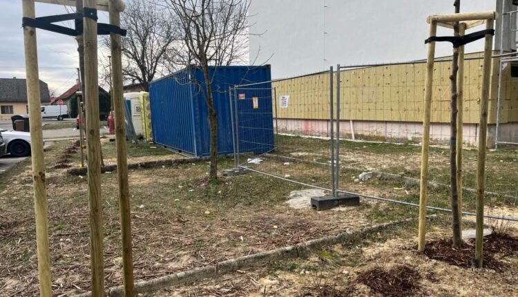 Beluša-Výsadba drevín (6)