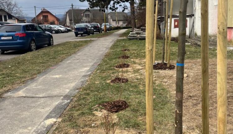 Beluša-Výsadba drevín (7)